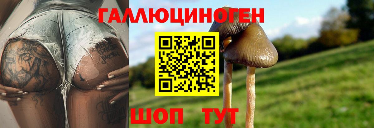 Тара  Псилоцибиновые грибы Cubensis  Галлюциногенные грибы Cubensis  Вход с VPN 